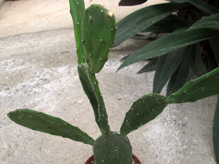 Opuntia cochenillifera (Nopalea cocheniliifera)   - Pot 10 cm