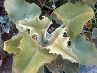 Kalanchoe beharensis feuilles jaunes   - Pot 10 cm