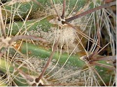 Cochenilles (Diaspis echinocacti) sur Ferocactus wislizenii