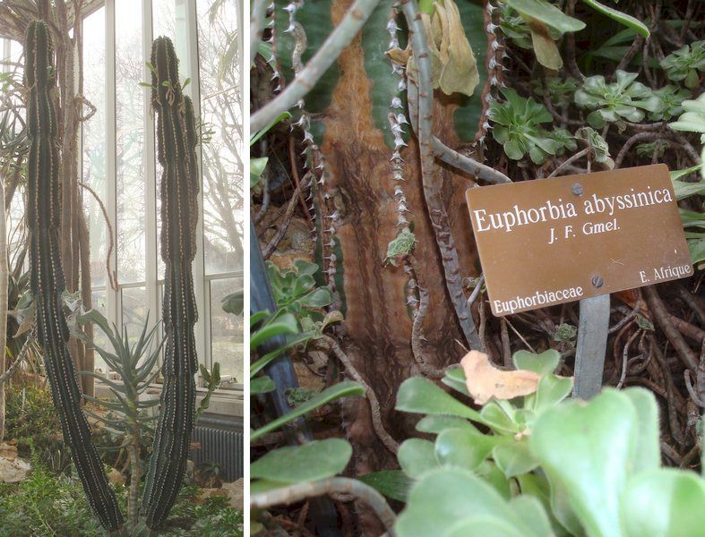 Euphorbia abyssinica au Jardin Botanique de Genève