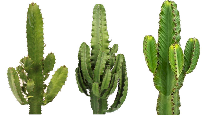 Euphorbia acrurensis, eritrea et ingens du commerce