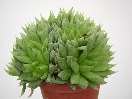 Haworthia cymbiformis