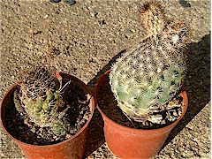 Helminthosporium cactivorum sur Echinopsis et Echinocereus