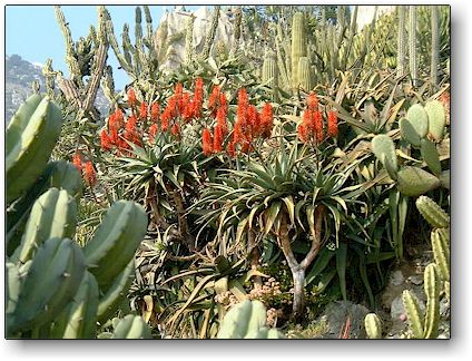 Aloe salm-dyckiana, Jardin Exotique de Monaco
