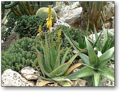 Aloe vera, Jardin Exotique de Monaco