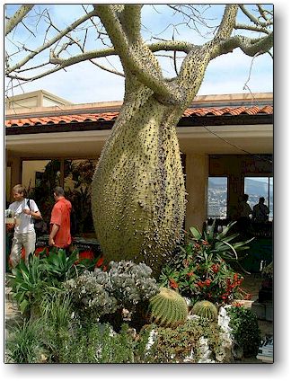 Chorisia insignis, Jardin Exotique de Monaco