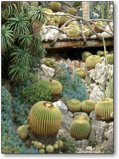 Echinocactus grusonii, Jardin Exotique de Monaco