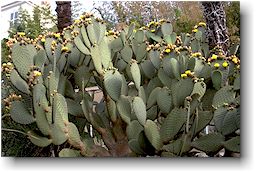 Opuntia huajuapensis