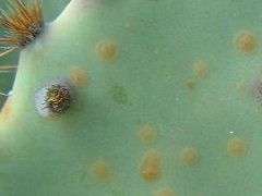 Maladie non identifiée sur Opuntia