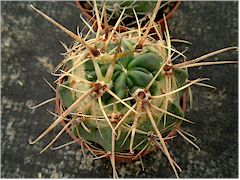 Dégâts de thrips sur Echinopsis ferox