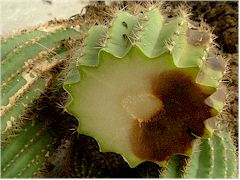 Pourriture à l'intérieur du cactus