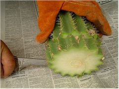 Cactus recoupé avec un couteau