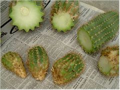 Boutures de cactus