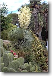 Yucca rostrata fleuri