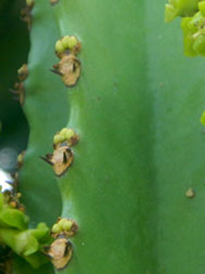 Boucliers épineux d'Euphorbia candelabrum Kotschy