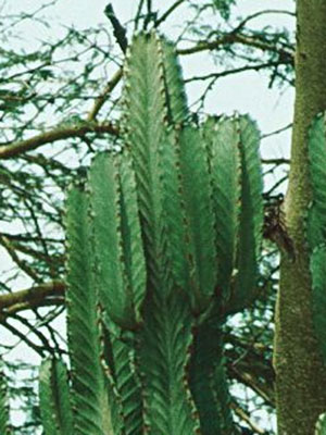 Euphorbia candelabrum Kotschy du Kenya, maintenant Euphorbia ingens A.Mey. ex Bois.