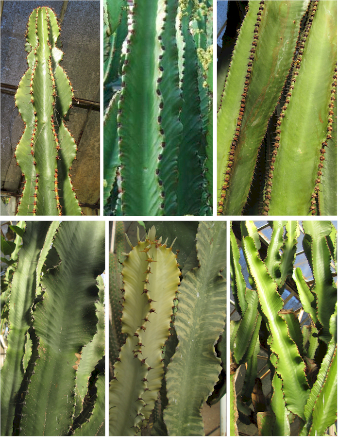 Comparaison de plusieurs branches d'Euphorbia arborescentes