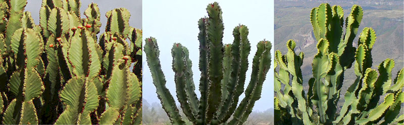 Comparaison de plusieurs Euphorbia abyssinica