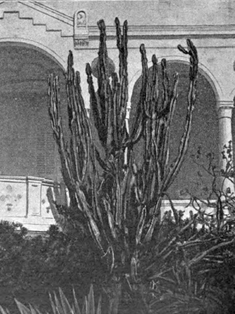 Euphorbia abyssinica selon Berger
