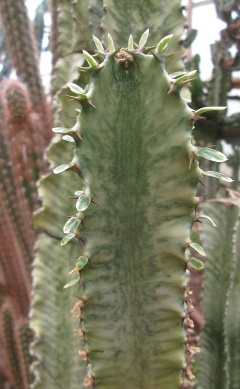 Euphorbia disclusa forme variegata