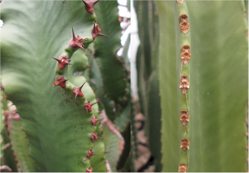 Euphorbia erythraeae