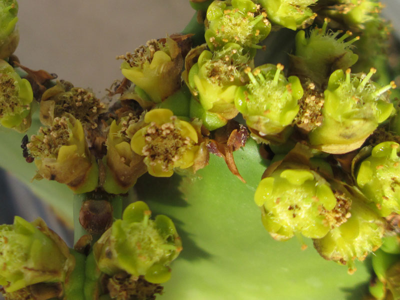 Euphorbia erythraeae en fleurs
