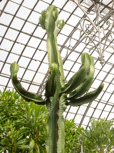 Euphorbia disclusa au Jardin des Plantes de Nantes