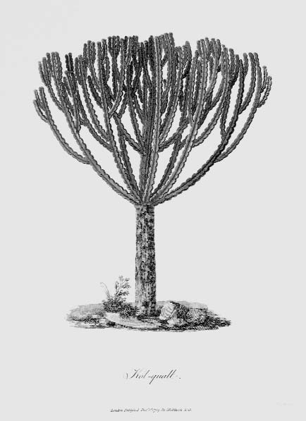 Kol-Quall, Euphorbia abyssinica, plante âgée