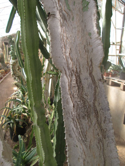 Tronc d'Euphorbia erythraeae