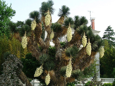 Yucca filifera monumental en fleurs