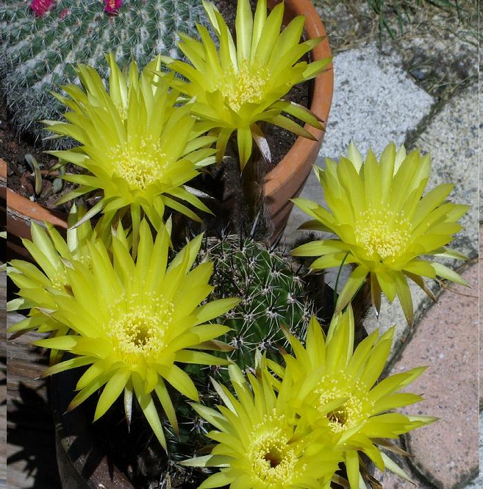 Echinopsis aurea 4 juillet  2008.JPG