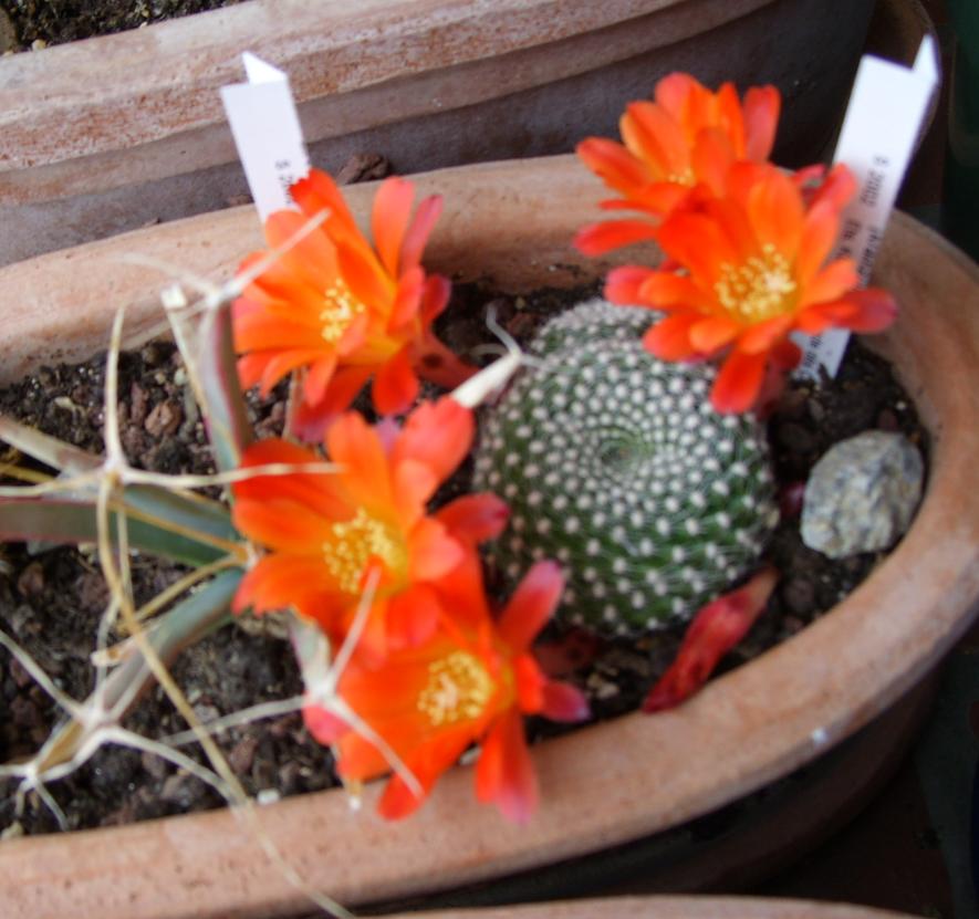 rebutia marsoneri.JPG