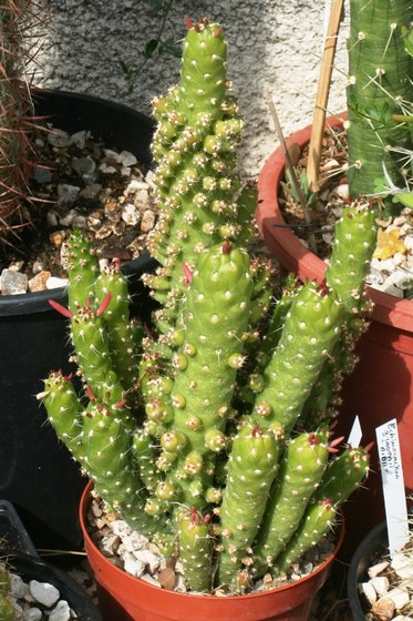 Austrocylindropuntia subulata monstruosa.jpg