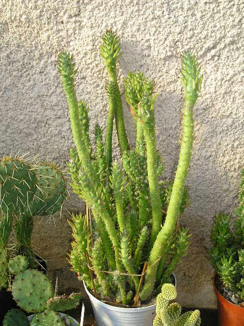 Austrocylindropuntia subulata monstruosa..jpg