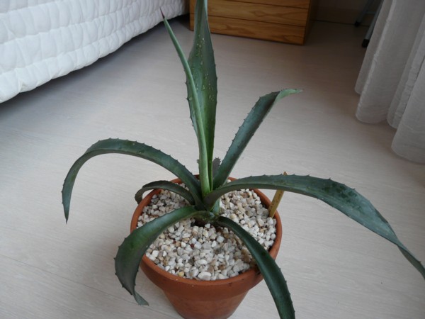 AGAVE 1 (2) CF.jpg