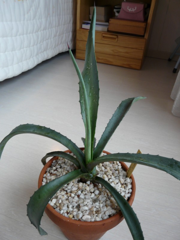 AGAVE 2 (2) CF.jpg
