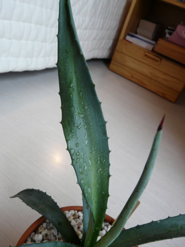 AGAVE 3 (2) CF.jpg