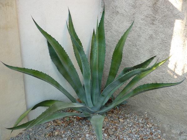 AGAVE salmiana.jpg