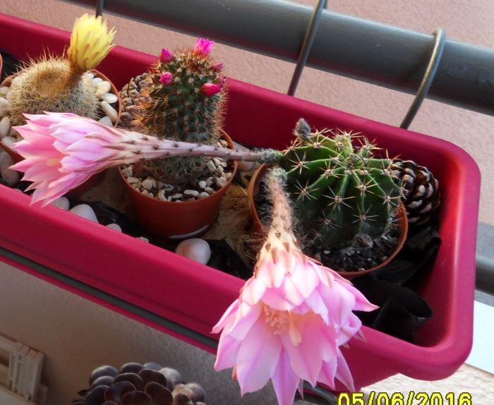 echinopsis 2016 (2).jpg