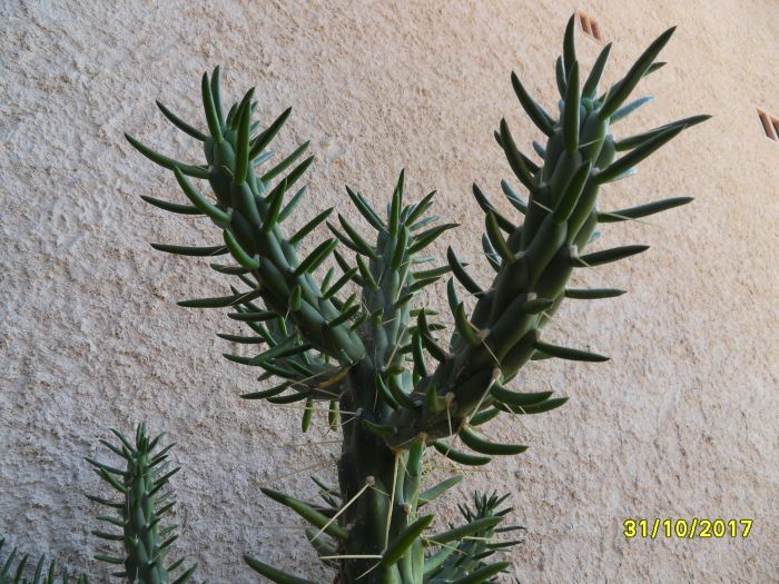 opuntia.jpg
