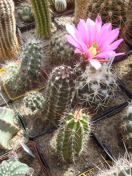 190524 Echinocereus fendleri.JPG