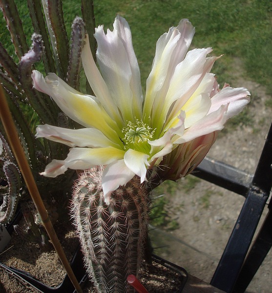 190524 Echinocereus dasyacanthus.JPG