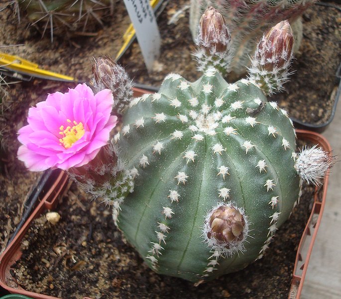190526 Echinocereus pulchellus.JPG