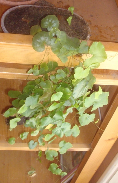 190625 Semis de Dioscorea elephantipes.JPG