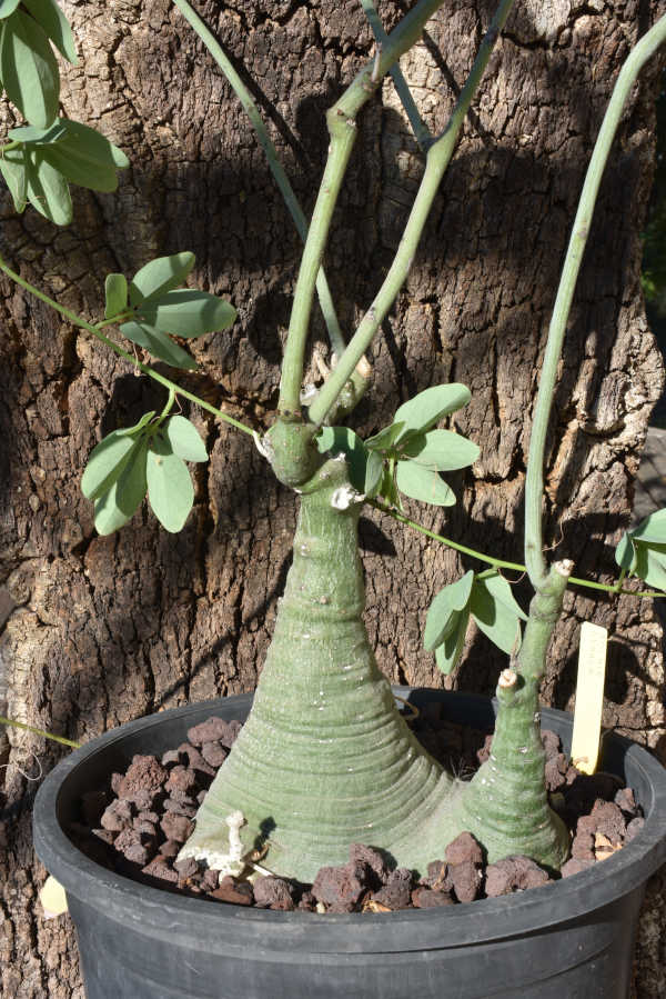 A glauca 2.JPG