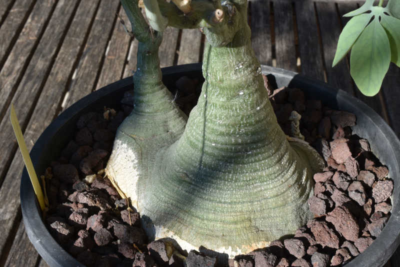 A glauca 3.JPG