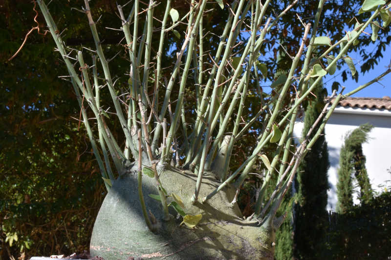 A spinosa 2.JPG