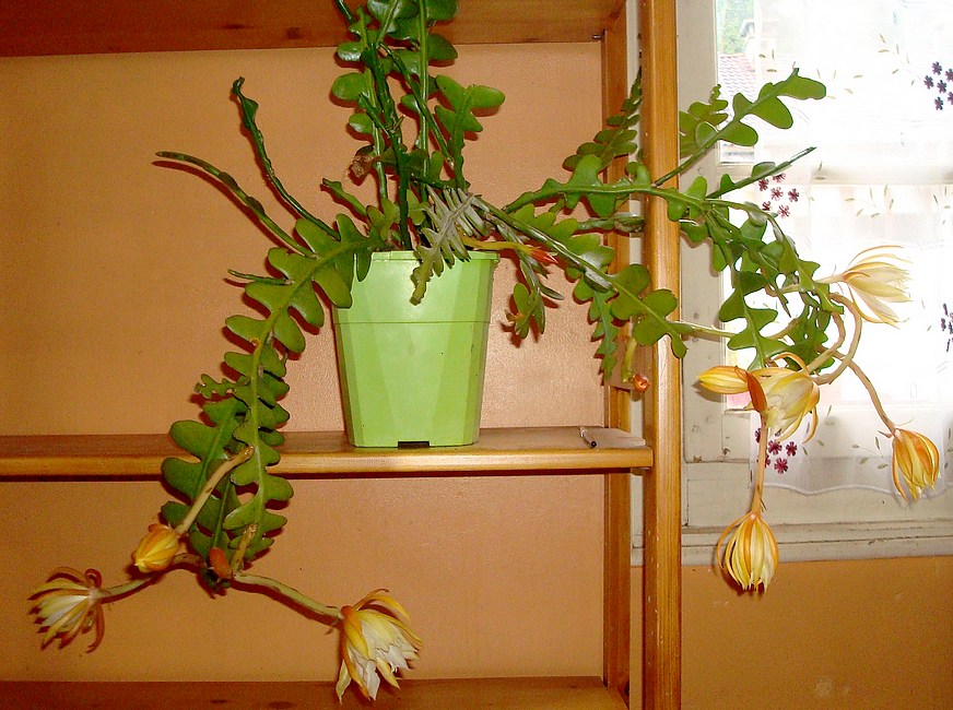 211031 Disocactus anguliger.JPG
