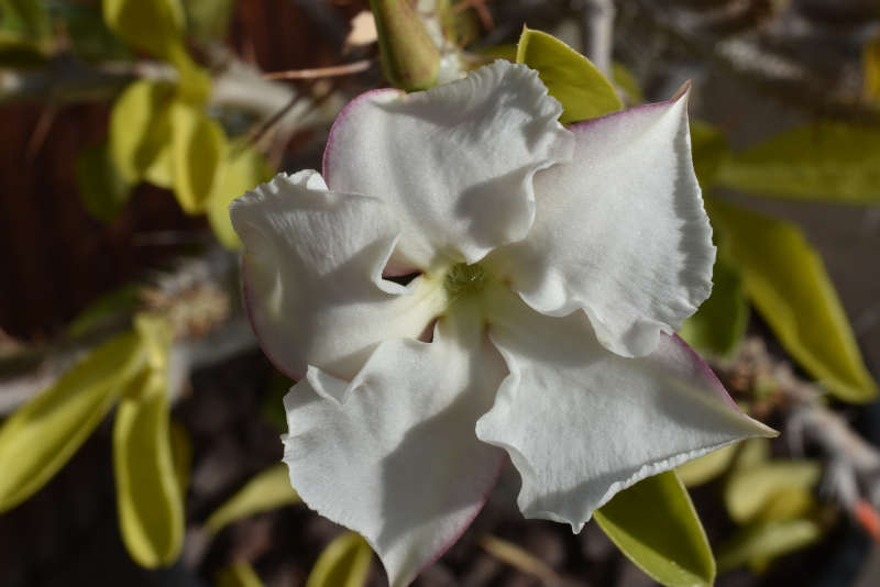 saundersii fl.JPG