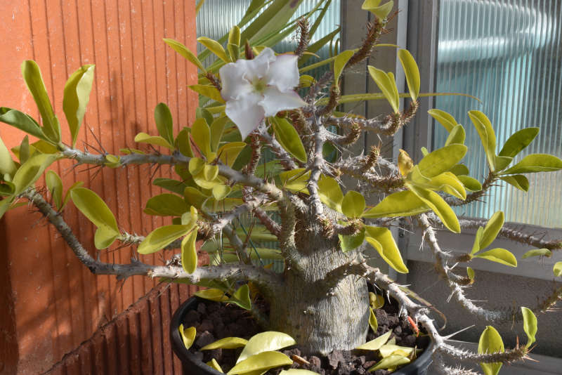 saundersii plante.JPG